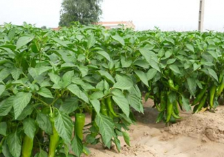 7月份可以種辣椒嗎？7月播辣椒種多長時間能栽？