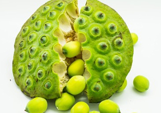 新鮮蓮子有什么功效？新鮮蓮子一次吃多少？