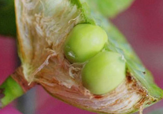 新鮮蓮子可以直接吃嗎？生蓮子可以直接吃嗎？