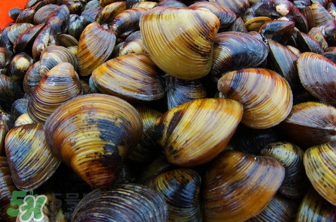 黃蜆子多少錢一斤？河蜆子多少錢一斤