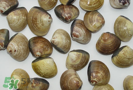 蜆子是蛤蜊嗎？蜆子和文蛤怎樣區(qū)別