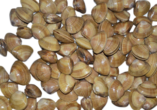 蜆子是花甲嗎？蜆子是海鮮嗎？