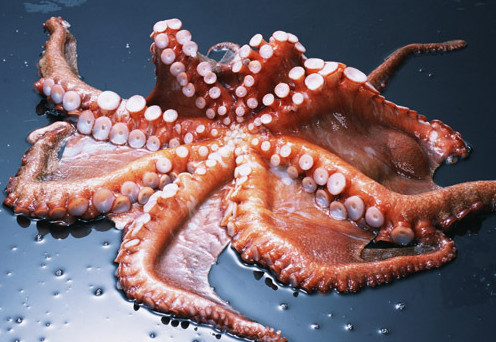 章魚是魚嗎？章魚有什么營(yíng)養(yǎng)價(jià)值？