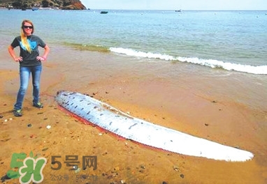 皇帶魚好吃嗎？皇帶魚和帶魚的區(qū)別