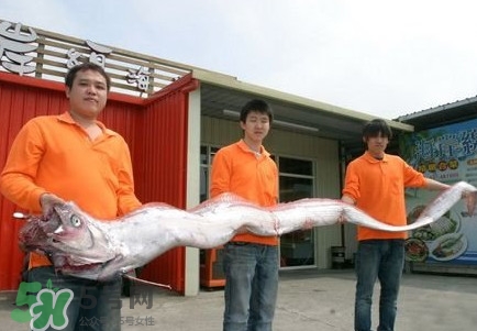 皇帶魚吃什么？皇帶魚吃人嗎？