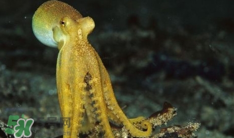 八帶魚怎么洗？八爪魚怎么處理干凈