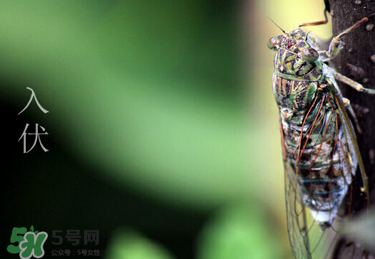 2017年幾月幾號入伏？入伏是幾月幾號2017？