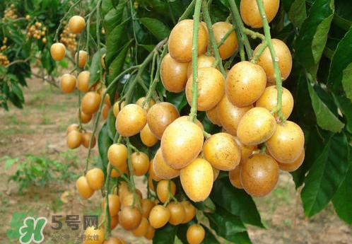 黃皮果什么品種最好吃？黃皮果吃多了會(huì)怎樣