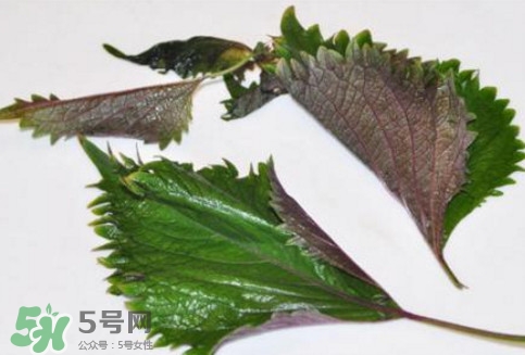 新鮮紫蘇葉怎么吃？紫蘇葉的吃法