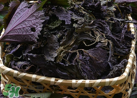 紫蘇是什么植物？紫蘇是發(fā)物嗎？