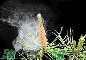 松花粉什么時(shí)候吃最好?花粉過(guò)敏的人可以吃松花粉嗎? 松花粉什么時(shí)候吃最好?花粉過(guò)敏的人可以吃松花粉嗎?