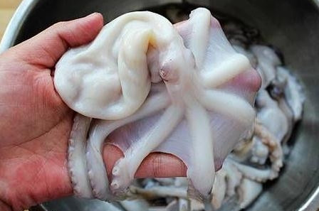 章魚是魚嗎？章魚有什么營(yíng)養(yǎng)價(jià)值？