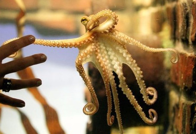 章魚(yú)是魷魚(yú)嗎？章魚(yú)和魷魚(yú)有什么區(qū)別