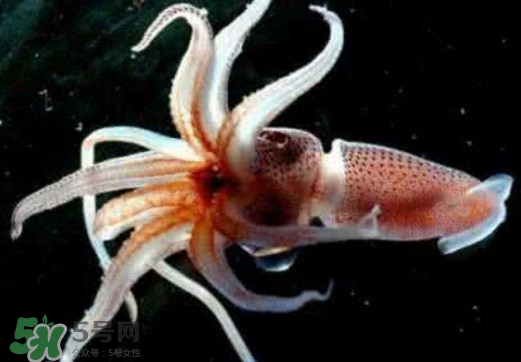 章魚是烏賊嗎？章魚與烏賊的區(qū)別