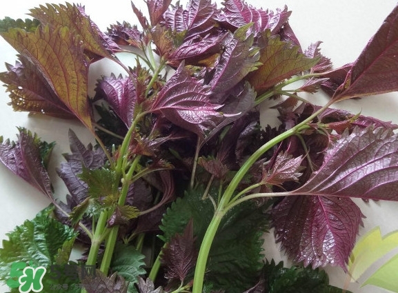 紫蘇和羅勒是一種東西嗎？紫蘇葉對(duì)人體有什么好處