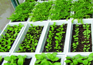 入伏種什么菜？入伏適合種哪些蔬菜？