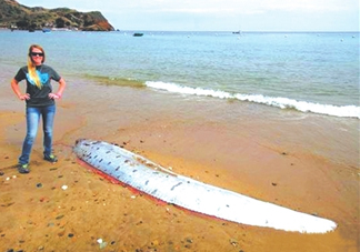 皇帶魚(yú)好吃嗎？皇帶魚(yú)和帶魚(yú)的區(qū)別