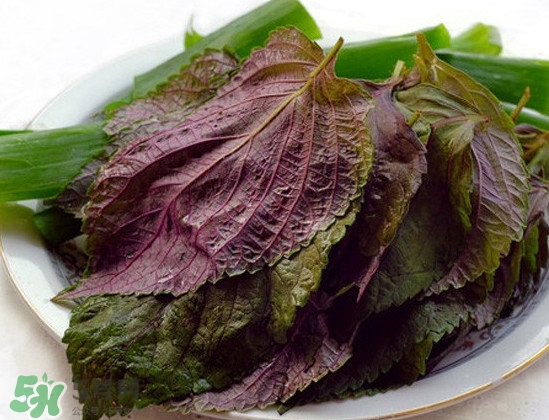 新鮮紫蘇葉怎么吃？紫蘇葉的吃法