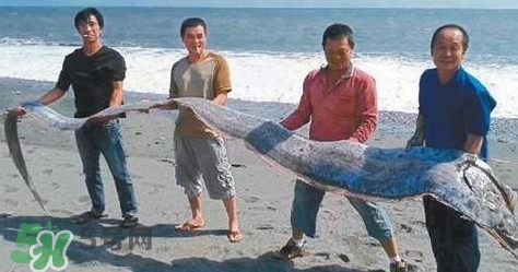 皇帶魚多少錢一斤？皇帶魚的價格