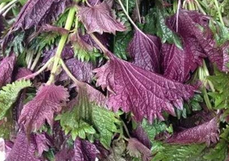 紫蘇是什么植物？紫蘇是發(fā)物嗎？