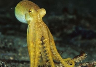 八帶魚怎么洗？八爪魚怎么處理干凈