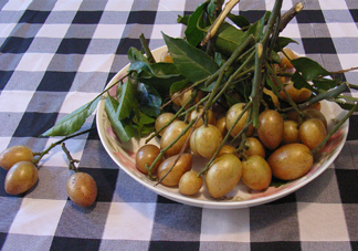 黃皮果什么品種最好吃？黃皮果吃多了會怎樣