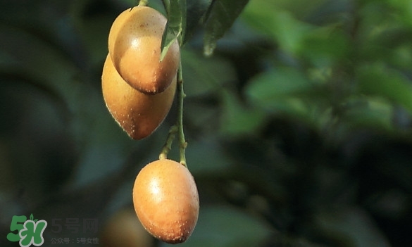 黃皮果什么品種最好吃？黃皮果吃多了會(huì)怎樣