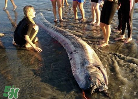 皇帶魚(yú)可以吃嗎？皇帶魚(yú)是帶魚(yú)的一種嗎