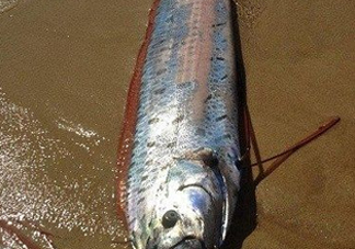 皇帶魚(yú)多少錢(qián)一斤？皇帶魚(yú)的價(jià)格