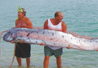 皇帶魚可以吃嗎？皇帶魚是帶魚的一種嗎