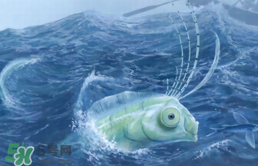 皇帶魚(yú)可以吃嗎？皇帶魚(yú)是帶魚(yú)的一種嗎