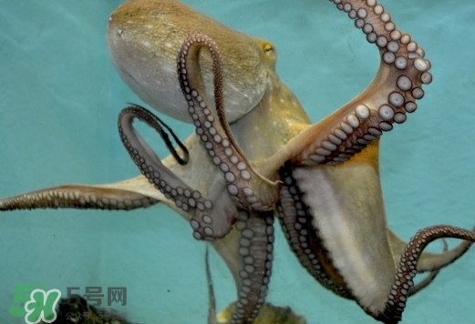 章魚是烏賊嗎？章魚與烏賊的區(qū)別