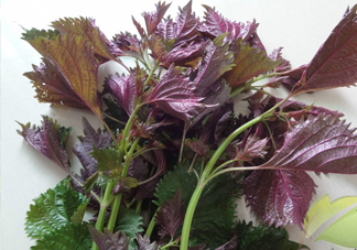 紫蘇和羅勒是一種東西嗎？紫蘇葉對(duì)人體有什么好處