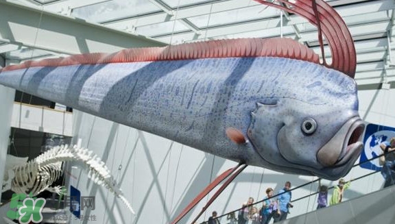 皇帶魚最長有多長？皇帶魚的恐怖傳說