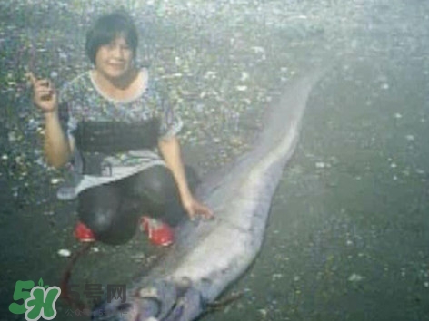 皇帶魚好吃嗎？皇帶魚和帶魚的區(qū)別