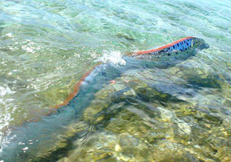 皇帶魚(yú)最長(zhǎng)有多長(zhǎng)？皇帶魚(yú)的恐怖傳說(shuō)