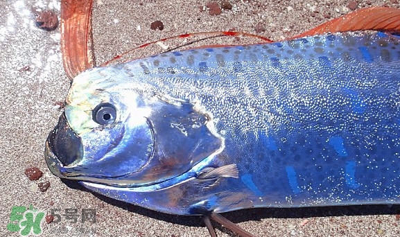 皇帶魚吃什么？皇帶魚吃人嗎？