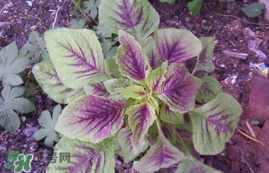 紫蘇是莧菜嗎？紫蘇和莧菜的區(qū)別