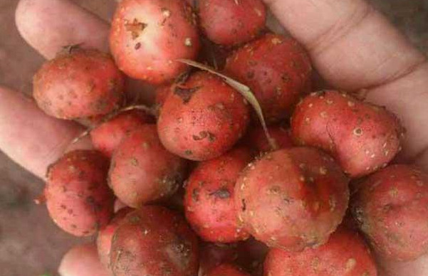 野地瓜哪里可以買到？哪個地方有種植野地瓜的