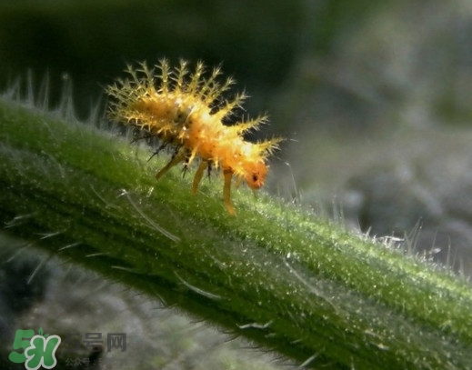 洋辣子是什么？洋辣子能吃嗎？