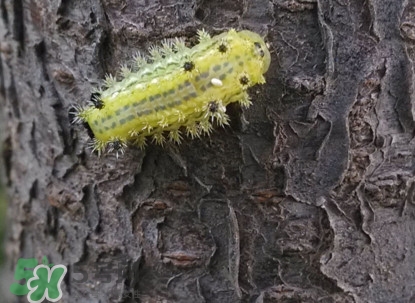 被洋辣子蟄了怎么辦？被洋辣子蟄到怎么治