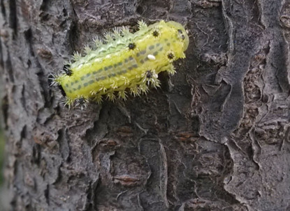 洋辣子多少錢(qián)一斤？洋辣子罐是什么