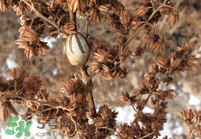 洋辣子罐怎么吃？洋辣子罐有什么營(yíng)養(yǎng)價(jià)值