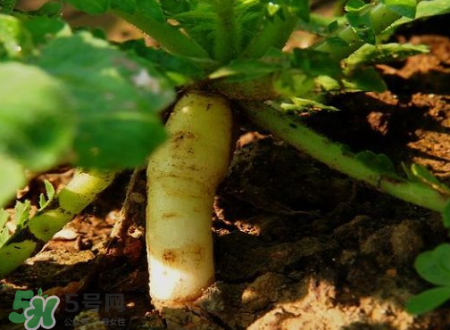 頭伏蘿卜二伏菜是什么意思？頭伏種什么菜？