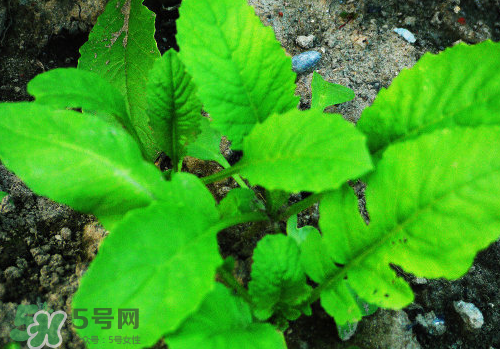 頭伏蘿卜二伏菜是什么意思？頭伏種什么菜？