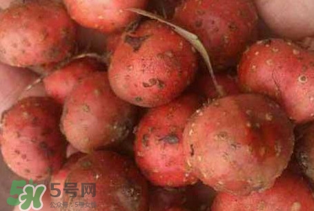 野地瓜是什么？野地瓜好吃嗎