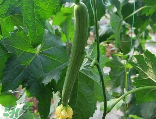 七月份可以種絲瓜嗎？絲瓜幾月份種植？
