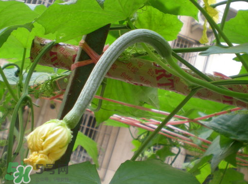 七月份可以種絲瓜嗎？絲瓜幾月份種植？