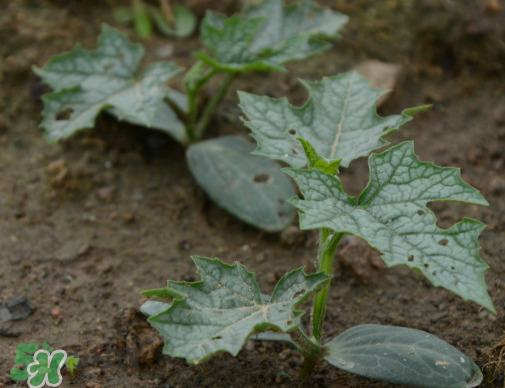 七月份可以種絲瓜嗎？絲瓜幾月份種植？