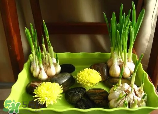 七月份可以種大蒜嗎？七月份怎樣種植大蒜才能發(fā)芽？